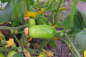 Obraz premium zucchini in the garden