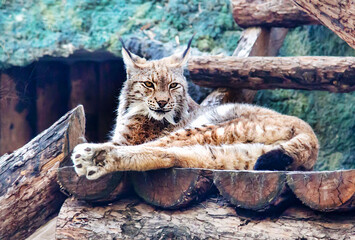 A lynx with beautiful arrows on its ears lying on logs on a sunny day.  Animals, mammals, predators.