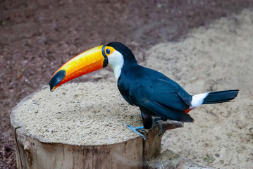 Toucan toko sitting on a stump with a beautiful yellow beak on a clear sunny day. Birds, ornithology, ecology.