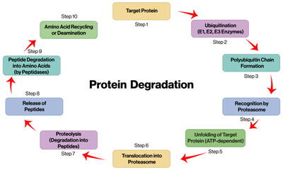 Detailed Vector Flowchart of Protein Degradation Pathway, Scientific Illustration on White Background.