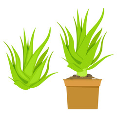 Green Aloe Vera plant in a pot and without
