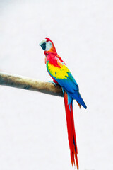 Obraz premium A red macaw parrot with beautiful plumage sitting on a perch isolated on a white background. Birds, ornithology, ecology.