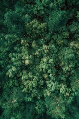 Bird's eye perspective on lush woodland, suitable for nature and environmental themes