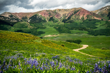 spring in the mountains with wild flowers
