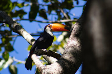 Toucan tropical bird sitting on a tree branch in natural wildlife 