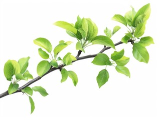 Obraz premium A close-up shot of a lush, vibrant green leafy tree branch