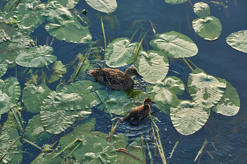 Mallard duck and ducklings. The duck family feeds among the water lilies on the river.