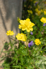 Obraz premium Bright yellow cosmos flowers bloom in the morning light against a green nature background, photo of vertical composition.