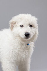 Close-up of White Swiss Shepherd puppy looking at the camera, isolated on grey.