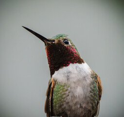 hummingbird in nature 
