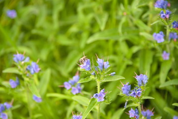 Biene auf der Blüte vom Gewöhnlichen Natternkopf