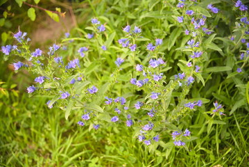 Gewöhnlicher Natternkopf in voller Blüte - Blauer Heinrich