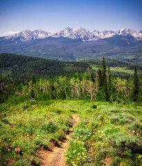 Wildflowers in the mountains