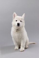 Close-up of White Swiss Shepherd puppy looking at the camera, isolated on grey.