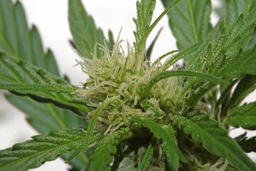 Cannabis blossom close up modern high quality print medical marihuana super lemon haze family cannabaceae big size instant download stock photography