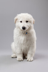 Close-up of White Swiss Shepherd puppy looking at the camera, isolated on grey.