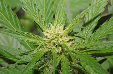Cannabis blossom close up modern high quality print medical marihuana super lemon haze family cannabaceae big size instant download stock photography