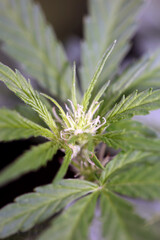 Cannabis blossom close up modern high quality print medical marihuana super lemon haze family cannabaceae big size instant download stock photography
