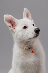 Close-up of White Swiss Shepherd puppy looking at the camera, isolated on grey.