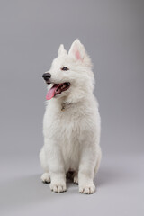 Close-up of White Swiss Shepherd puppy looking at the camera, isolated on grey.
