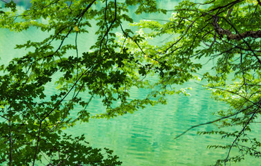 Radoinja Lake (Radoinjsko jezero)- a water gem in the Uvac Canyon, on the Zlatar mountain, close up of green leaves and branches on the green lake water