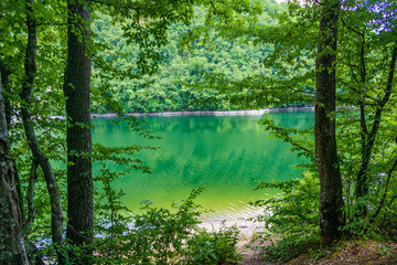Obraz premium Radoinja Lake (Radoinjsko jezero)- a water gem in the Uvac Canyon, on the Zlatar mountain, close up of trees and green branches, green lake water background