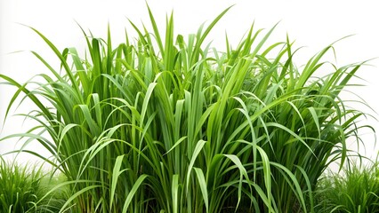 Obraz premium tall long grass in bushes on a white background