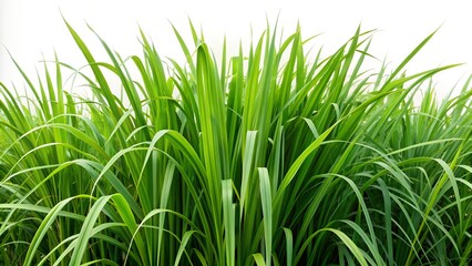 Obraz premium tall long grass in bushes on a white background