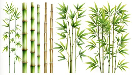 a set of green bamboo branches in different components on a white background
