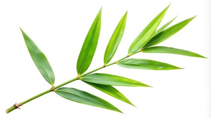 Obraz premium a green bamboo branch on a white background