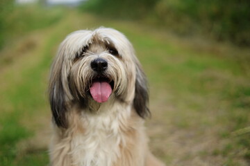 Happy pet dog Tibetan terrier
