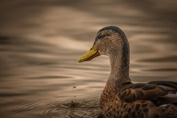 duck on the water