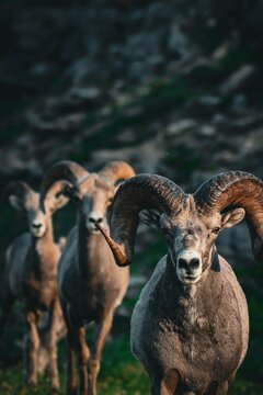 Bighorn rams