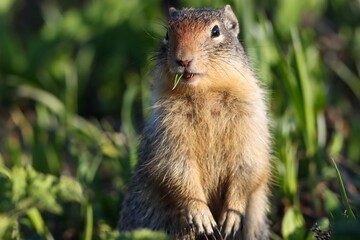 Gopher