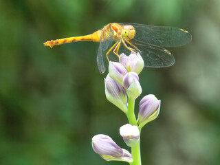 Isolated closeup of dragonfly with transparent wings and large compound eye. Dragonfly perched atop flowering Hosta plant with lavender blossoms.