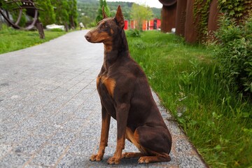 Beautiful domestic dog sits in the grass for a walk