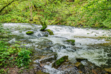 River water stream flowing rapidly between mossy rocks in Warche Valley, overflowing on shore,...
