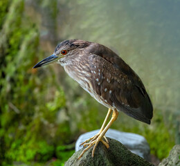 Juvenile Black-crowned night-heron (Nycticorax nycticorax) fishing in a pond in central Taipei, Taiwan