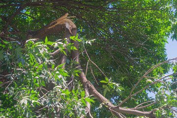 Broken ash tree branch from strong gust of wind. Destruction during natural disasters, natural disasters, lightning strikes, leading to secondary damage to property, health, life of people or animals.