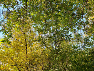 Fototapeta premium Autumn in a forest belt, tree branches in the sun