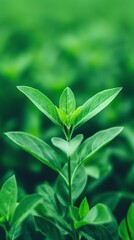 Close-up of a single green sprout emerging from the ground.