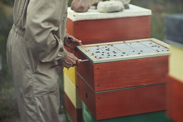 Beekeeper is working with bees and beehives on the apiary.