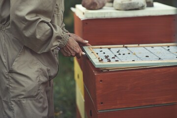 Beekeeper is working with bees and beehives on the apiary.