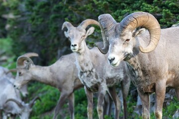 Bighorn ram trio