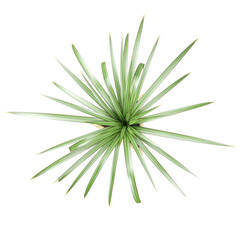 Agave americana tree from the top view isolated on canvas