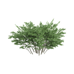 Deciduous tree on  Isolated garden element 3D illustration