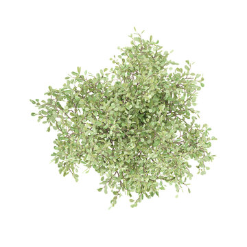 Clusia Rosea plant isolated Canvas