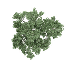 Tree top view, isolated on isolated canvas