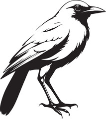 Bird black vector illustration