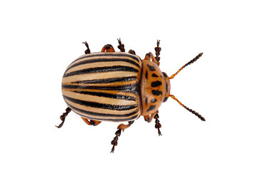 close up of Leptinotarsa decemlineata, colorado potato beetle, isolated on white background, top view